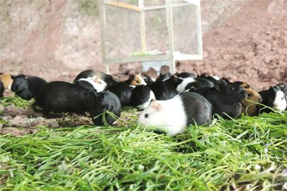 宜宾一养殖场900母豚鼠暴毙 损失近10万(图2) 宜宾一养殖场900母豚鼠暴毙 损失近10万(图2)