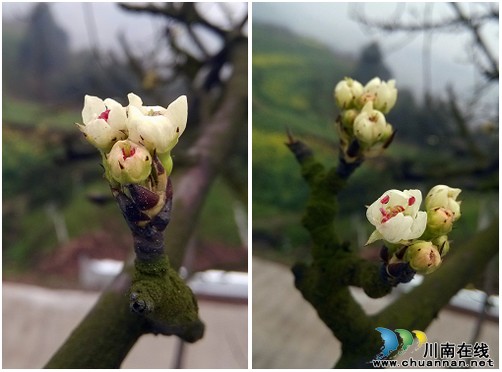 泸州丹林梨花仙子躲"三八" 乐坏李花油菜花(图1) 泸州丹林梨花仙子躲"三八" 乐坏李花油菜花(图1)