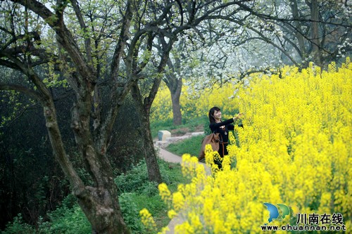 泸州丹林梨花仙子躲"三八" 乐坏李花油菜花(图3) 泸州丹林梨花仙子躲"三八" 乐坏李花油菜花(图3)