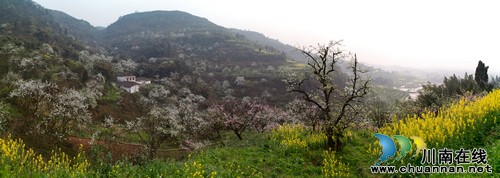泸州丹林梨花仙子躲"三八" 乐坏李花油菜花(图2) 泸州丹林梨花仙子躲"三八" 乐坏李花油菜花(图2)