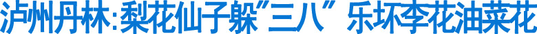 泸州丹林:梨花仙子躲"三八"&nbsp;乐坏李花油菜花(图1)