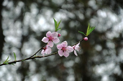 花未开人先嗨&nbsp;自贡尖山桃花节开幕(图2)