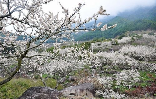 春季赏花正当时 宜宾高县李花节今日开幕(图1) 春季赏花正当时 宜宾高县李花节今日开幕(图1)