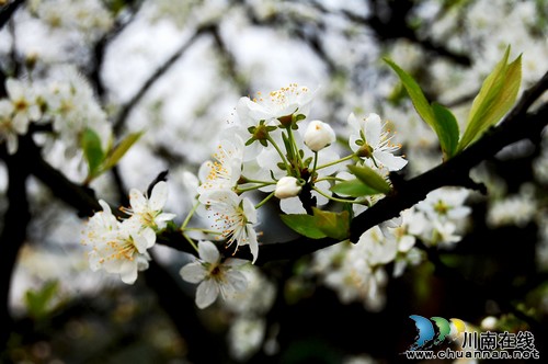 泸州丹林:春日暖意渐浓 只等梨花盛开(图)(图6) 泸州丹林:春日暖意渐浓 只等梨花盛开(图)(图6)