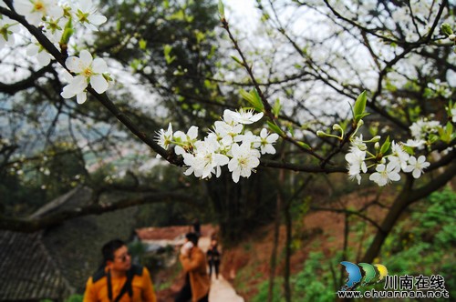 泸州丹林:春日暖意渐浓 只等梨花盛开(图)(图5) 泸州丹林:春日暖意渐浓 只等梨花盛开(图)(图5)