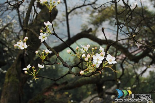 泸州丹林:春日暖意渐浓 只等梨花盛开(图)(图3) 泸州丹林:春日暖意渐浓 只等梨花盛开(图)(图3)