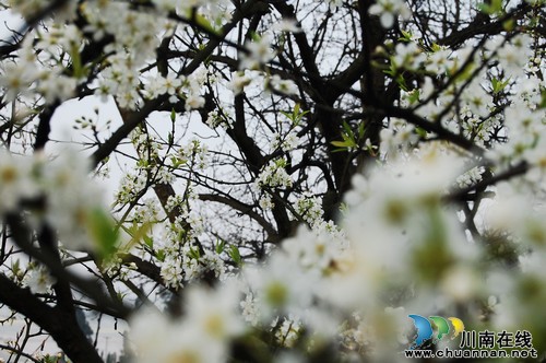 泸州丹林:春日暖意渐浓 只等梨花盛开(图)(图7) 泸州丹林:春日暖意渐浓 只等梨花盛开(图)(图7)