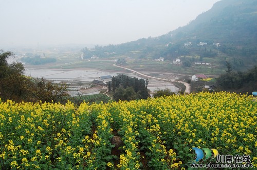 泸州丹林:春日暖意渐浓 只等梨花盛开(图)(图11) 泸州丹林:春日暖意渐浓 只等梨花盛开(图)(图11)