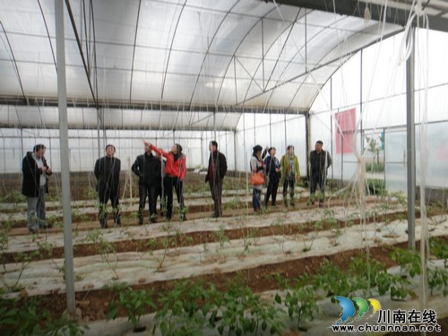 省农业厅经作处领导莅临泸县检查指导蔬菜工作(图1) 省农业厅经作处领导莅临泸县检查指导蔬菜工作(图1)