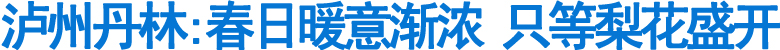 泸州丹林：春日暖意渐浓&nbsp;只等梨花盛开(图1)