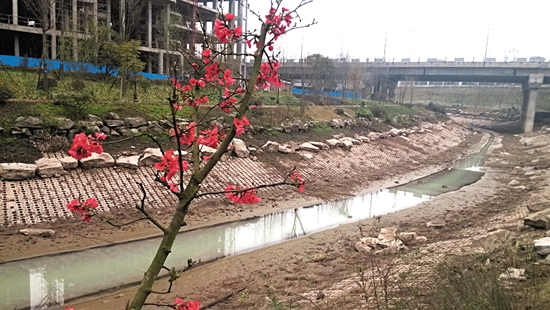 湿地公园一条河 黏稠犹如淌“米汤”(图1) 湿地公园一条河 黏稠犹如淌“米汤”(图1)