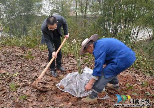 叙永县地税局与帮扶村群众共建“税民小竹林”(图2)