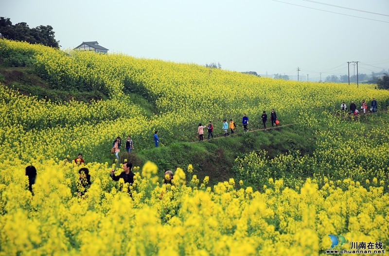 泸州:产村相融成风景&nbsp;阳春三月踏青乐(图4)