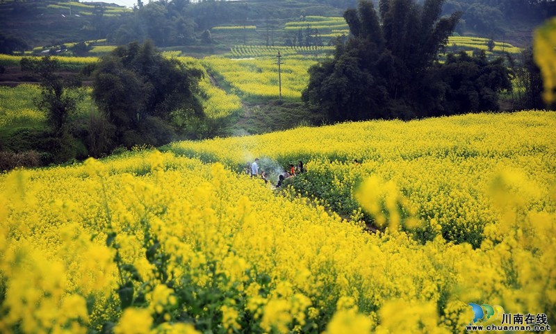 泸州:产村相融成风景&nbsp;阳春三月踏青乐(图6)