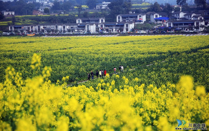 泸州:产村相融成风景&nbsp;阳春三月踏青乐(图5)