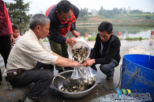 泸州龙马潭区:52万尾鱼苗助农增收(图2) 泸州龙马潭区:52万尾鱼苗助农增收(图2)