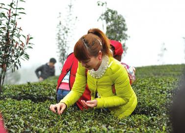 宜宾茶逆势增长 川茶集团跃跃欲“市”(图1) 宜宾茶逆势增长 川茶集团跃跃欲“市”(图1)