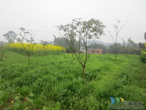 江阳区2013年整村连片扶贫开发项目顺利完成(图3)
