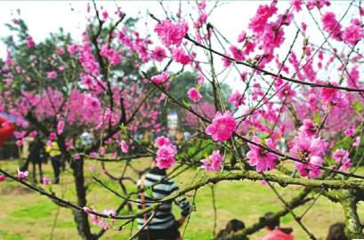 川南四城最美赏花地展示(图1)