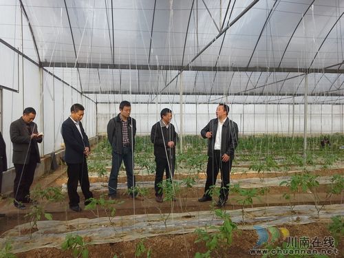 泸县委常委李亮调研得胜蔬菜生态园建设工作(图1)