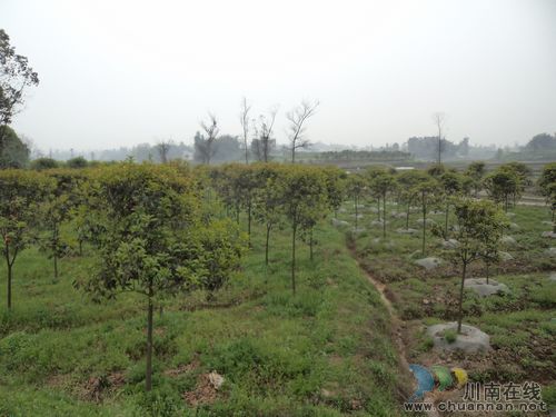 太伏镇：书记带领镇乡土专家为王湾生态农庄建设问诊把脉(图1)