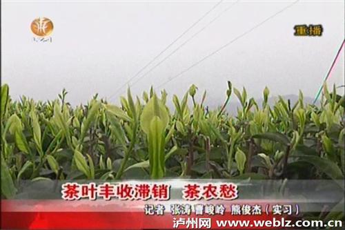 泸州纳溪区护国镇长坡村茶叶丰收滞销 茶农愁(图1) 泸州纳溪区护国镇长坡村茶叶丰收滞销 茶农愁(图1)