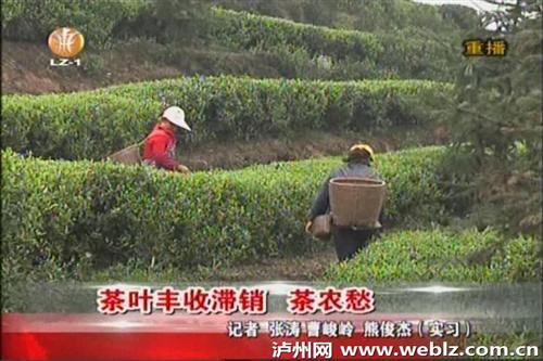 泸州纳溪区护国镇长坡村茶叶丰收滞销 茶农愁(图2) 泸州纳溪区护国镇长坡村茶叶丰收滞销 茶农愁(图2)