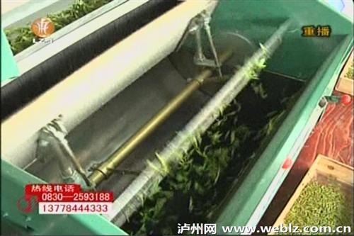 泸州纳溪区护国镇长坡村茶叶丰收滞销 茶农愁(图6) 泸州纳溪区护国镇长坡村茶叶丰收滞销 茶农愁(图6)