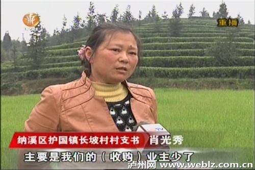 泸州纳溪区护国镇长坡村茶叶丰收滞销 茶农愁(图4) 泸州纳溪区护国镇长坡村茶叶丰收滞销 茶农愁(图4)