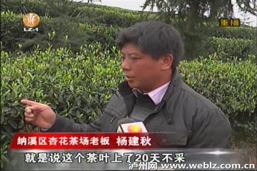 泸州纳溪区护国镇长坡村茶叶丰收滞销 茶农愁(图3) 泸州纳溪区护国镇长坡村茶叶丰收滞销 茶农愁(图3)