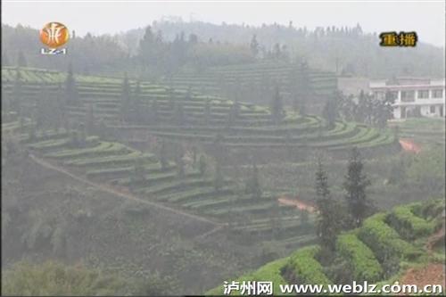 泸州纳溪区护国镇长坡村茶叶丰收滞销 茶农愁(图5) 泸州纳溪区护国镇长坡村茶叶丰收滞销 茶农愁(图5)