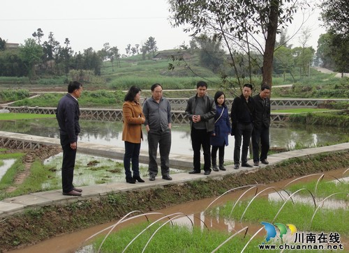 省、市植保专家来泸督导农业生产(图1)