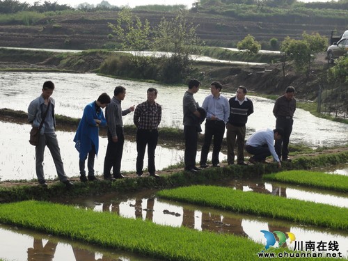 省农科院专家视察调研泸县春耕育秧情况(图1)