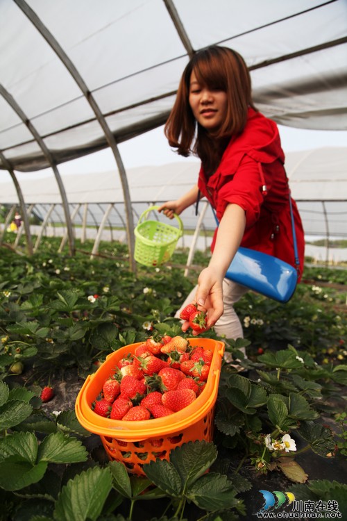 泸州龙马潭：“家庭农场”春草莓身价“俏”(图1)