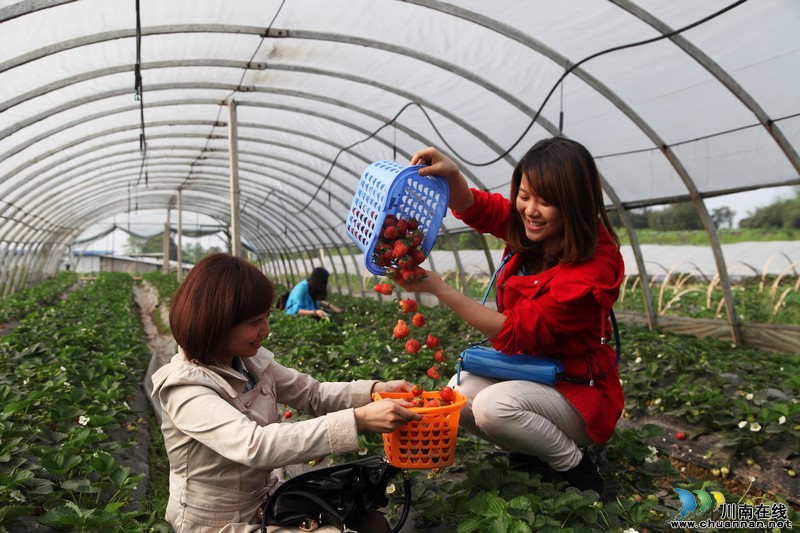 泸州龙马潭：“家庭农场”春草莓身价“俏”(图2)