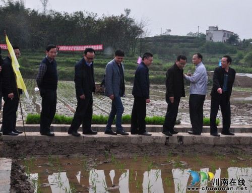 全市水稻机械化作业暨高标准农田建设现场会在泸县召开(图2)