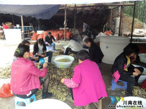 慧眼识准水尾竹笋强劲优势&nbsp;商家毅然前来投资(图1)