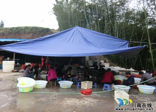 慧眼识准水尾竹笋强劲优势&nbsp;商家毅然前来投资(图2)