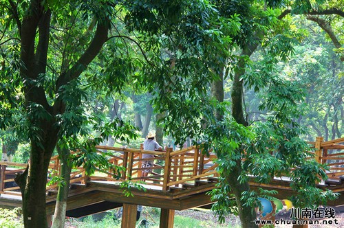 张坝桂圆林旅游风景区&nbsp;清明小长假引来旅游高峰(图1)