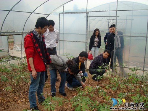 国家荔枝龙眼产业技术体系专家指导泸县龙眼生产(图2)