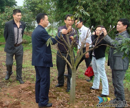 国家荔枝龙眼产业技术体系专家指导泸县龙眼生产(图1)
