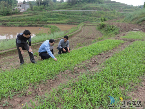 泸县召开丰粮工程水稻栽秧现场会(图2) 泸县召开丰粮工程水稻栽秧现场会(图2)