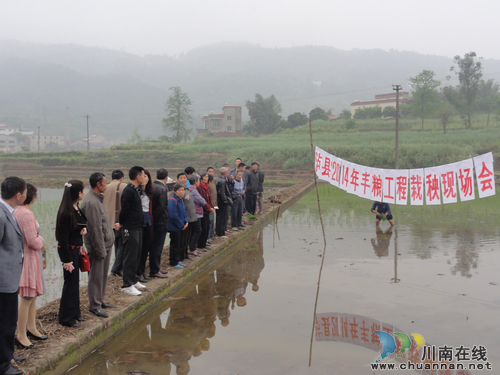 泸县召开丰粮工程水稻栽秧现场会(图1) 泸县召开丰粮工程水稻栽秧现场会(图1)