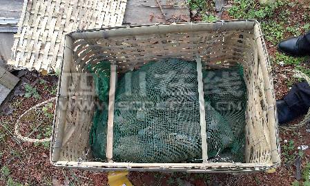 自贡21条蛇藏车内伴乘客同行 80只鸟被搜出(图)