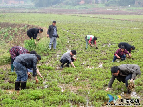 百和镇:“三到三同”鱼水情 田间地头幸福声(图1) 百和镇:“三到三同”鱼水情 田间地头幸福声(图1)