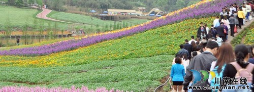 泸州纳溪：“花田酒地”喜迎八方游客（图）(图1)