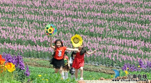 泸州纳溪：“花田酒地”喜迎八方游客（图）(图2)