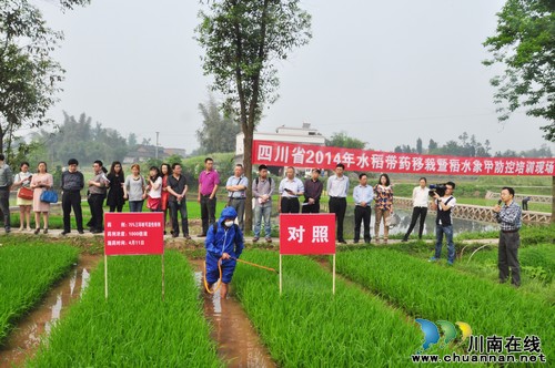 四川省2014年水稻带药移栽暨稻水象甲防控现场培训在泸县举行(图1)