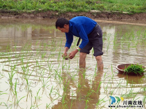 奇峰镇：人勤春来早，农民插秧忙(图1)