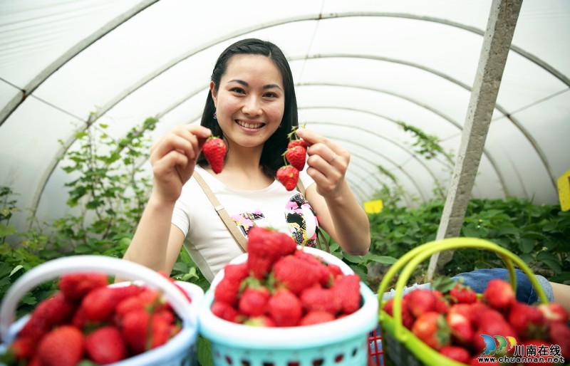 泸州：生态“莓”丽醉游人（图）(图2)
